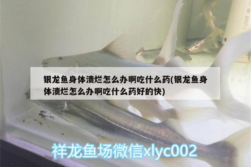 銀龍魚身體潰爛怎么辦啊吃什么藥(銀龍魚身體潰爛怎么辦啊吃什么藥好的快)