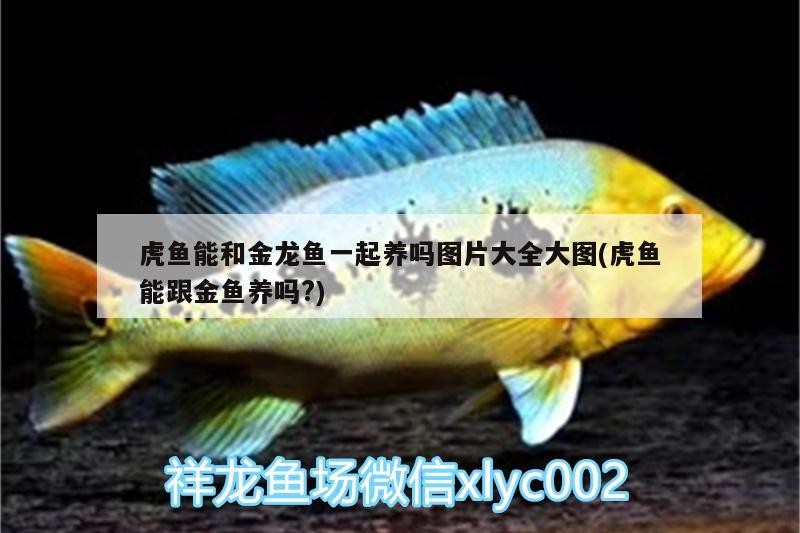 虎魚能和金龍魚一起養(yǎng)嗎圖片大全大圖(虎魚能跟金魚養(yǎng)嗎?)