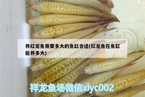 紅龍魚魚缸尺寸多大：關(guān)于紅龍魚魚缸尺寸的詳細(xì)介紹