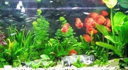 打氧泵怎么正確的放入魚缸：魚缸打氧泵的放置位置是非常重要的