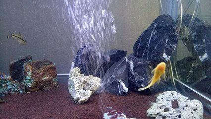 打氧泵怎么正確的放入魚缸：魚缸打氧泵的放置位置是非常重要的