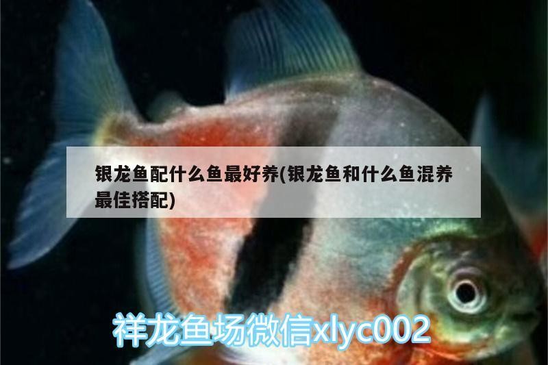 銀龍魚配什么魚最好養(yǎng)(銀龍魚和什么魚混養(yǎng)最佳搭配)