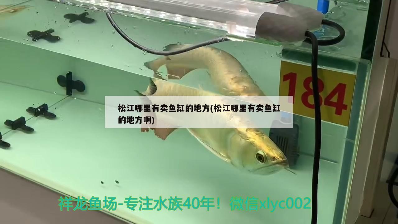 松江哪里有賣魚缸的地方(松江哪里有賣魚缸的地方啊)