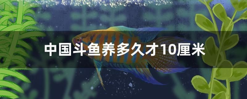 中國(guó)斗魚(yú)養(yǎng)多久才10厘米