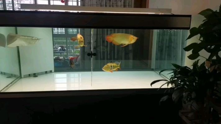 紅龍魚飼料保存誤區：關于紅龍魚飼料保存的一些誤區