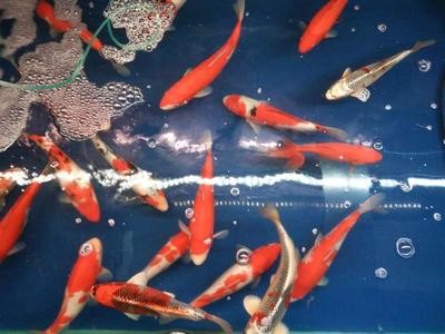 西寧市二手魚缸交易市場(chǎng)地址解釋，別忘了關(guān)注祥龍魚場(chǎng)哦
