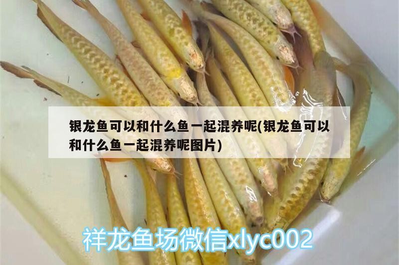 銀龍魚可以和什么魚一起混養呢(銀龍魚可以和什么魚一起混養呢圖片) 銀龍魚可以和什么魚一起混養呢(銀龍魚可以和什么魚一起混養呢圖片) 銀龍魚百科