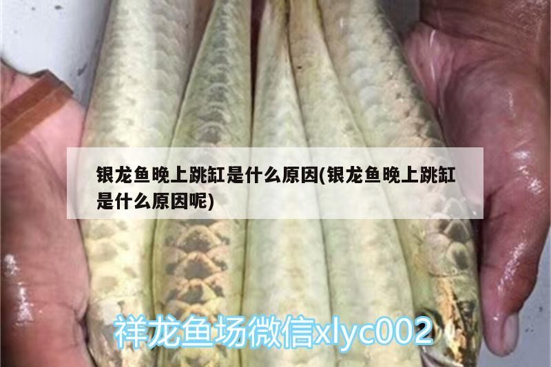 銀龍魚晚上跳缸是什么原因(銀龍魚晚上跳缸是什么原因呢)