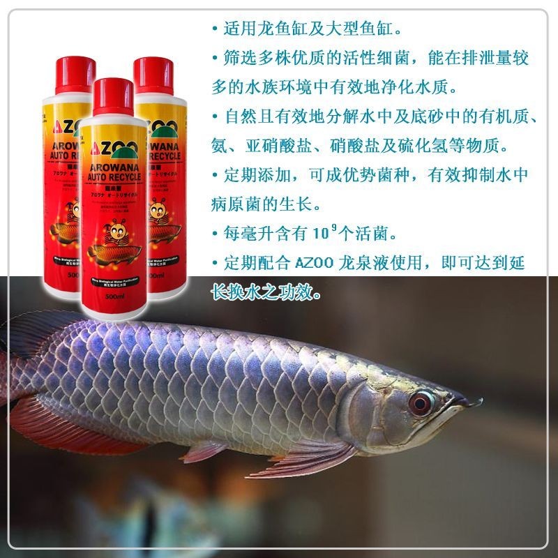 金龍魚細菌感染怎么治療
