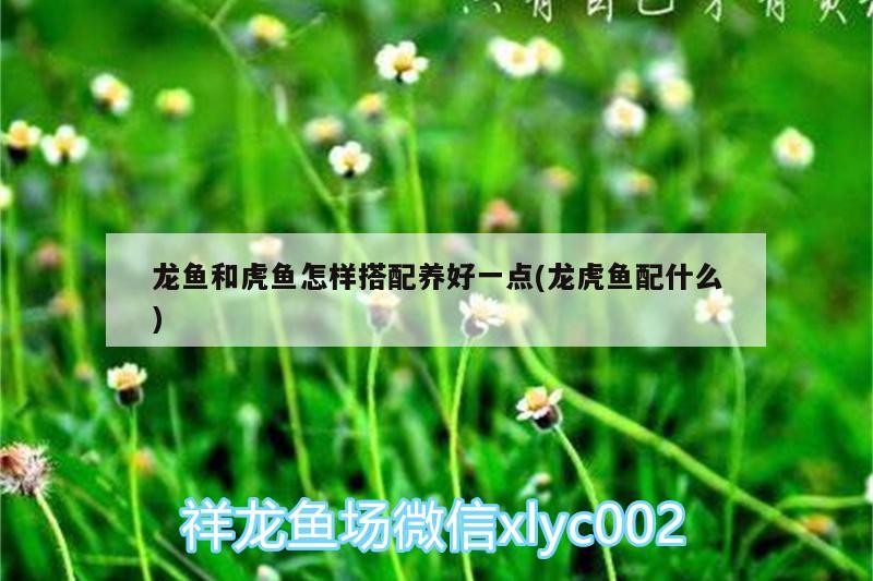 龍魚和虎魚怎樣搭配養(yǎng)好一點(龍虎魚配什么) 龍魚和虎魚怎樣搭配養(yǎng)好一點(龍虎魚配什么) 虎魚百科