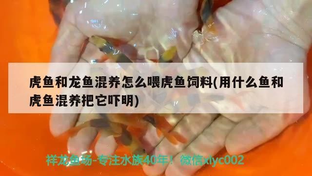 虎魚和龍魚混養怎么喂虎魚飼料(用什么魚和虎魚混養把它嚇明)