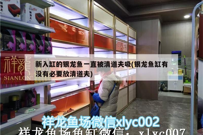 新入缸的銀龍魚一直被清道夫吸(銀龍魚缸有沒有必要放清道夫)