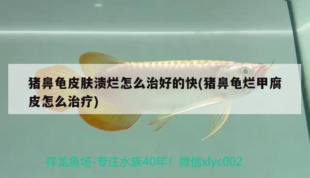 豬鼻龜皮膚潰爛怎么治好的快(豬鼻龜爛甲腐皮怎么治療)