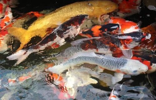 最貴紅龍魚500萬 最貴紅龍魚500萬 觀賞魚百科
