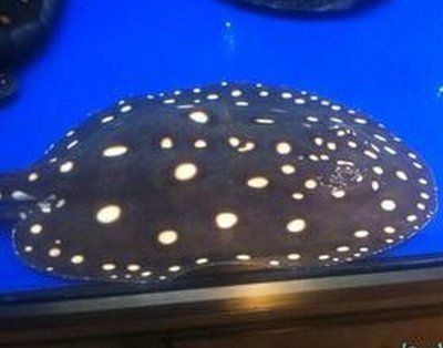 黑金魟魚的日常飲食搭配，黑金魟魚日常飲食搭配 黑金魟魚的日常飲食搭配，黑金魟魚日常飲食搭配 魟魚百科 第4張