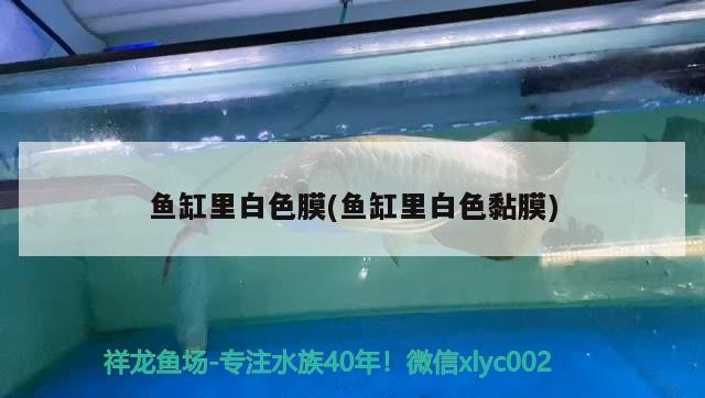 魚缸里白色膜(魚缸里白色黏膜)