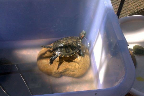 白玻璃魚缸養(yǎng)烏龜：養(yǎng)烏龜不一定非得用玻璃魚缸