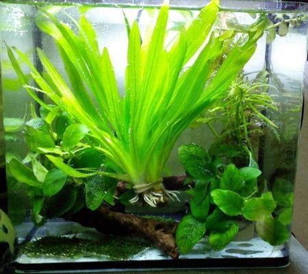 龍魚紅燈和白燈怎么擺放好看：龍魚紅燈和白燈擺放的技巧及注意事項(xiàng)及注意事項(xiàng) 龍魚紅燈和白燈怎么擺放好看：龍魚紅燈和白燈擺放的技巧及注意事項(xiàng)及注意事項(xiàng) 紅龍魚百科 第4張