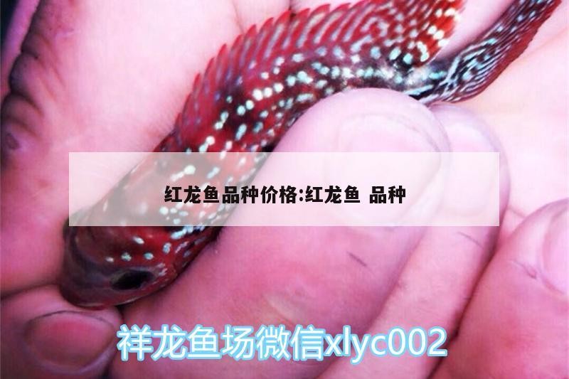 過背金龍魚 紅龍魚品種價格:紅龍魚品種 魟魚百科 紅龍魚品種價格:紅龍魚品種 紅龍魚品種價格:紅龍魚品種 魟魚百科