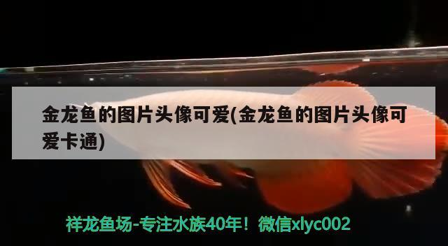 金龍魚的圖片頭像可愛(金龍魚的圖片頭像可愛卡通)