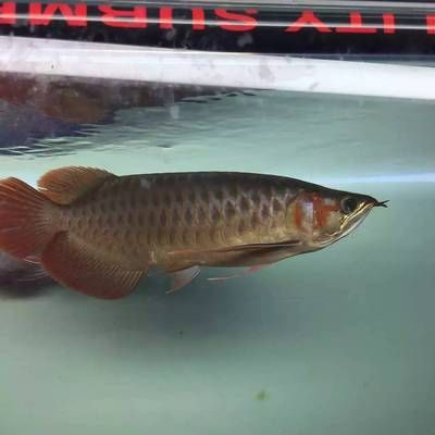 紅龍魚光照顏色對發色影響：紅龍魚使用燈光發色的策略