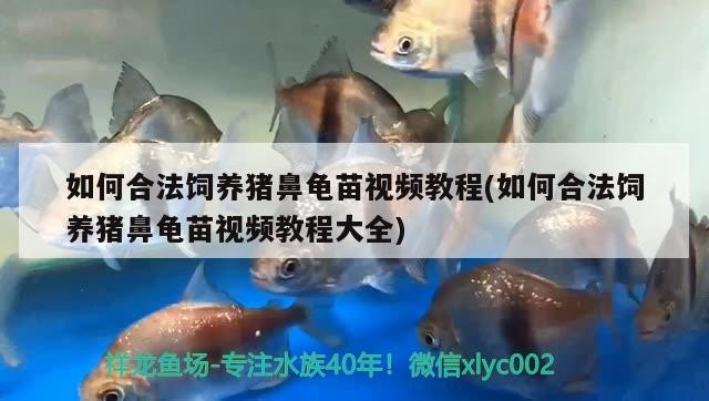 如何合法飼養豬鼻龜苗視頻教程(如何合法飼養豬鼻龜苗視頻教程大全)