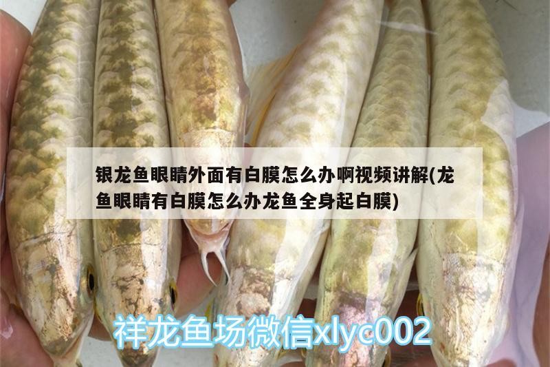 銀龍魚(yú)眼睛外面有白膜怎么辦啊視頻講解(龍魚(yú)眼睛有白膜怎么辦龍魚(yú)全身起白膜)