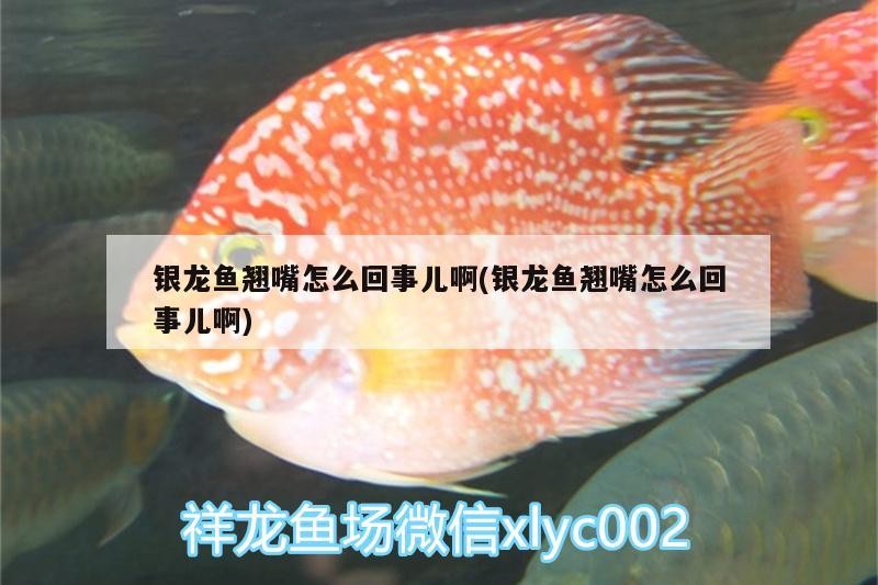 銀龍魚翹嘴怎么回事兒啊(銀龍魚翹嘴怎么回事兒啊)