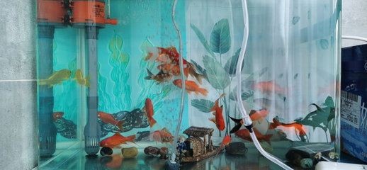 百因美魚缸：關于百因美魚缸的一些信息