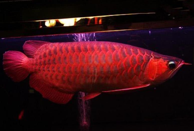 最大紅龍魚視頻大全 最大紅龍魚視頻大全 觀賞魚百科