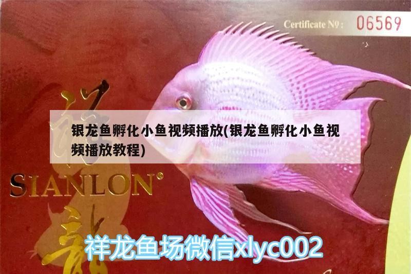 銀龍魚(yú)孵化小魚(yú)視頻播放(銀龍魚(yú)孵化小魚(yú)視頻播放教程)
