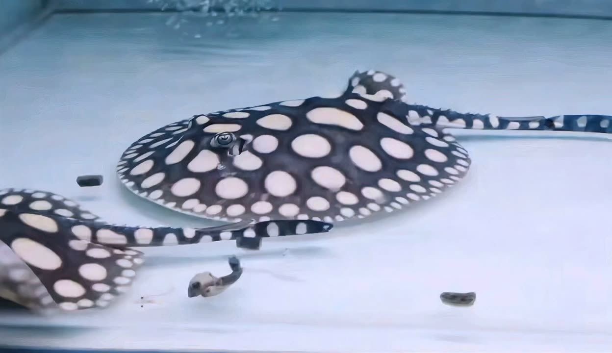 如何判斷魟魚健康狀態(tài)？，如何判斷魟魚的健康狀態(tài)