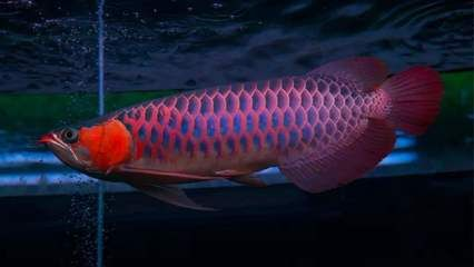 血紅龍魚多少錢一只幼崽：血紅龍魚幼崽價格趨勢分析血紅龍魚幼崽價格趨勢分析