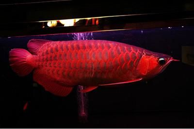 血紅龍魚多少錢一只幼崽：血紅龍魚幼崽價格趨勢分析血紅龍魚幼崽價格趨勢分析