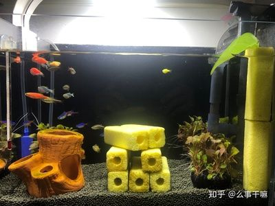 1.20.50.5的魚缸需要多大水泵：1.2
