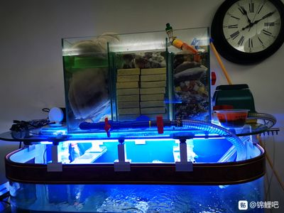 1.20.50.5的魚缸需要多大水泵：1.2
