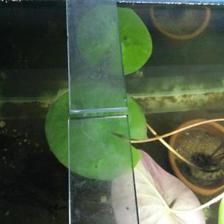 玻璃魚缸爆缸的可能信號大嗎？：如何預防魚缸爆缸