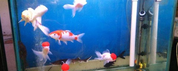 玻璃魚缸養金魚視頻：如何在玻璃魚缸中養金魚？ 玻璃魚缸養金魚視頻：如何在玻璃魚缸中養金魚？ 魚缸百科 第3張