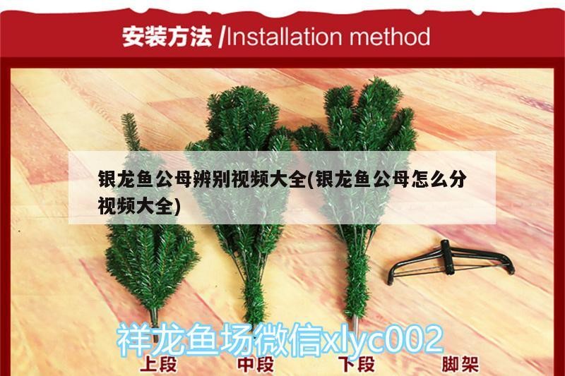 銀龍魚公母辨別視頻大全(銀龍魚公母怎么分視頻大全) 銀龍魚公母辨別視頻大全(銀龍魚公母怎么分視頻大全) 銀龍魚百科
