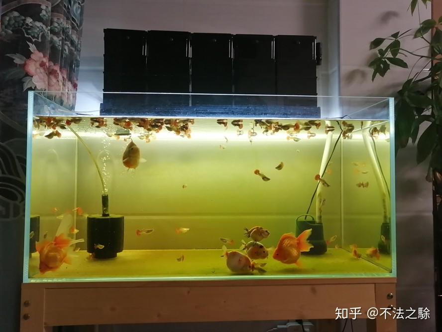八爪魚能在魚缸里養嗎：八爪魚的養殖方法