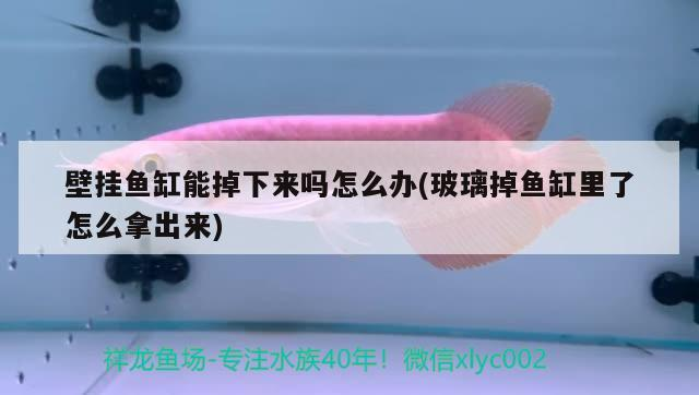 壁掛魚缸能掉下來嗎怎么辦(玻璃掉魚缸里了怎么拿出來)