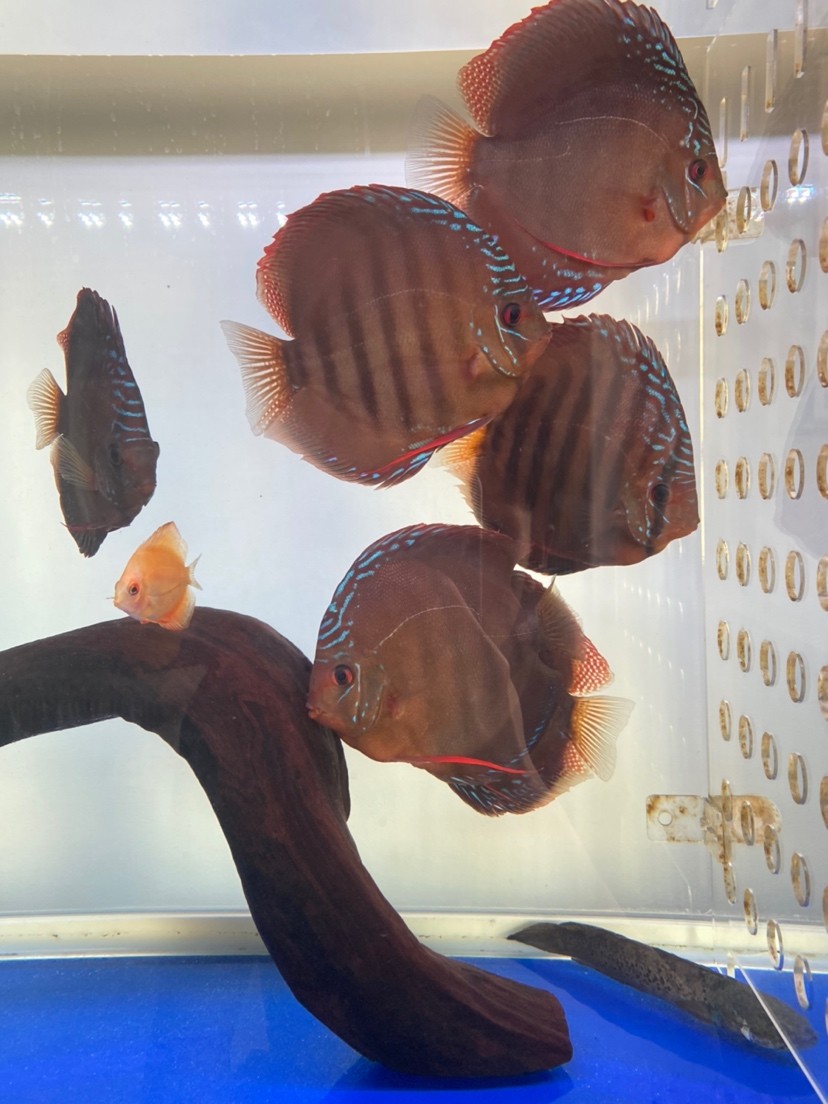 搞了幾條七彩這是紅卡還是阿蓮卡撈的時候光挑大的了感覺都是公的