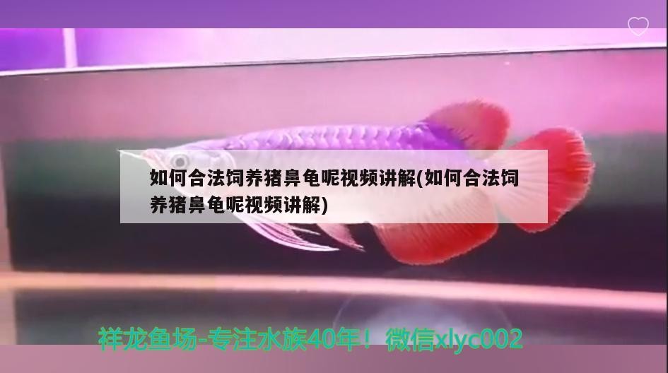 如何合法飼養豬鼻龜呢視頻講解(如何合法飼養豬鼻龜呢視頻講解)