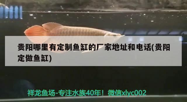 貴陽哪里有定制魚缸的廠家地址和電話(貴陽定做魚缸)