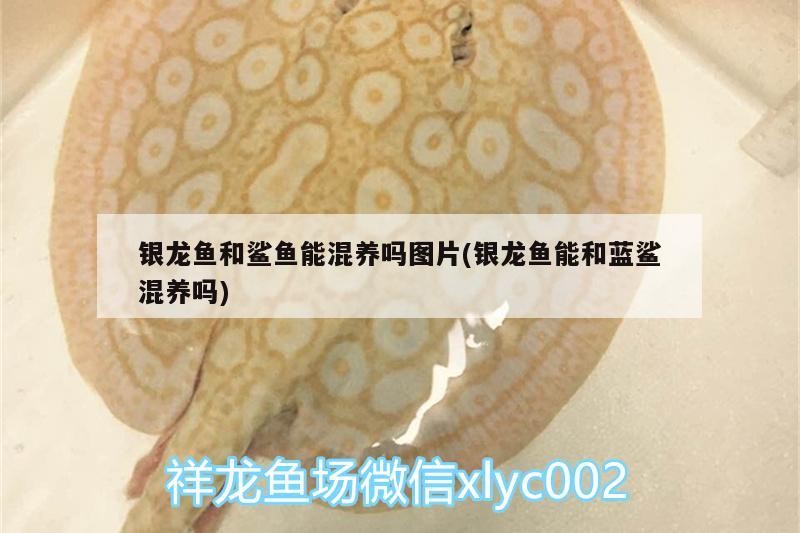 銀龍魚和鯊魚能混養嗎圖片(銀龍魚能和藍鯊混養嗎)