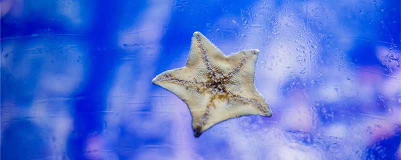 海星是怎么活動的靠什么爬行