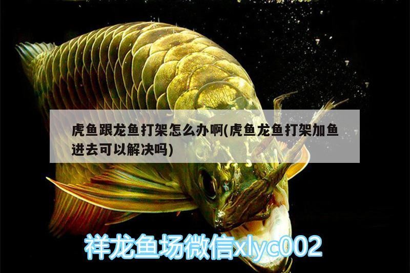 虎魚跟龍魚打架怎么辦啊(虎魚龍魚打架加魚進去可以解決嗎)