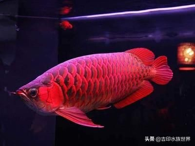 紅龍魚的風水講究：家庭養殖紅龍魚的注意事項 紅龍魚的風水講究：家庭養殖紅龍魚的注意事項 紅龍魚百科 第4張