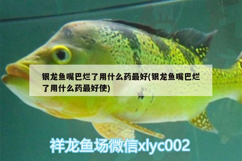 銀龍魚嘴巴爛了用什么藥最好(銀龍魚嘴巴爛了用什么藥最好使) 銀龍魚嘴巴爛了用什么藥最好(銀龍魚嘴巴爛了用什么藥最好使) 銀龍魚百科
