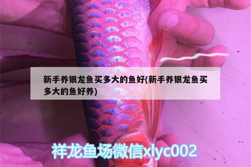 新手養(yǎng)銀龍魚買多大的魚好(新手養(yǎng)銀龍魚買多大的魚好養(yǎng))
